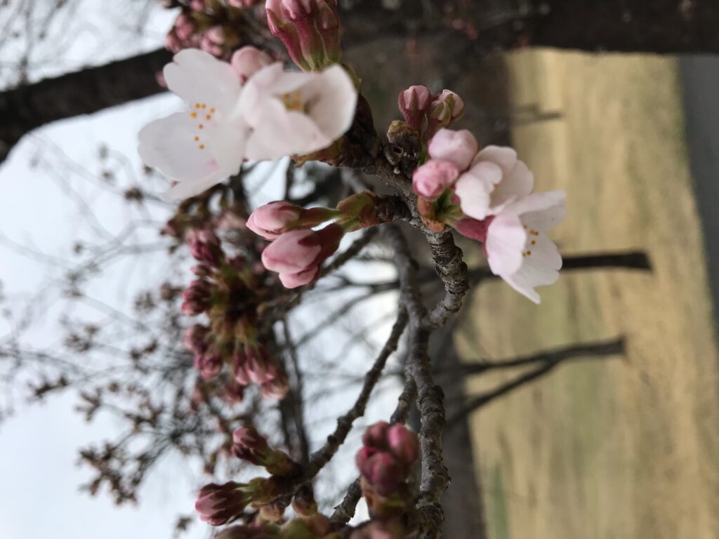 桜が開花しました！